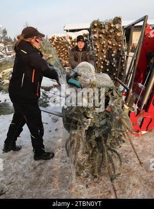 Marlow, Allemagne. 05 décembre 2023. Anett Wengorz (de gauche à droite) et Michael Hartwig chargent des sapins de Noël à Ostseetanne. Les chutes de neige massives de ces derniers jours ont fait de cette saison la plus difficile à ce jour pour l’entreprise. La neige rend les arbres plus lourds de dix kilogrammes dans le filet, et les marques sont difficiles à voir. Environ 140 000 nouveaux arbres sont plantés à Ostseetanne chaque année. Crédit : Bernd Wüstneck/dpa/Alamy Live News Banque D'Images