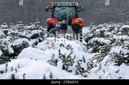 Marlow, Allemagne. 05 décembre 2023. Les arbres de Noël sont emballés pour le transport sur une plantation enneigée à Ostseetanne. Les chutes de neige massives de ces derniers jours ont fait de cette saison la plus difficile à ce jour pour l’entreprise. La neige rend les arbres plus lourds de dix kilogrammes dans le filet et les marques sont difficiles à voir. Environ 140 000 nouveaux arbres sont plantés à Ostseetanne chaque année. Crédit : Bernd Wüstneck/dpa/Alamy Live News Banque D'Images