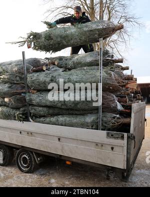 Marlow, Allemagne. 05 décembre 2023. Anett Wengorz charge des arbres de Noël emballés à Ostseetanne. Les chutes de neige massives de ces derniers jours ont fait de cette saison la plus difficile à ce jour pour l’entreprise. La neige rend les arbres plus lourds de dix kilogrammes dans le filet, et les marques sont difficiles à voir. Environ 140 000 nouveaux arbres sont plantés à Ostseetanne chaque année. Crédit : Bernd Wüstneck/dpa/Alamy Live News Banque D'Images