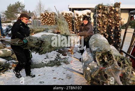 Marlow, Allemagne. 05 décembre 2023. Anett Wengorz (de gauche à droite) et Michael Hartwig chargent des sapins de Noël à Ostseetanne. Les chutes de neige massives de ces derniers jours ont fait de cette saison la plus difficile à ce jour pour l’entreprise. La neige rend les arbres plus lourds de dix kilogrammes dans le filet, et les marques sont difficiles à voir. Environ 140 000 nouveaux arbres sont plantés à Ostseetanne chaque année. Crédit : Bernd Wüstneck/dpa/Alamy Live News Banque D'Images