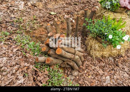 les arbres tombés sont collectés et transportés pour être traités comme bois de chauffage haché pour la cheminée et le poêle de la maison Banque D'Images