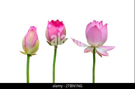 Fleur de Lotus isolé sur fond blanc Banque D'Images