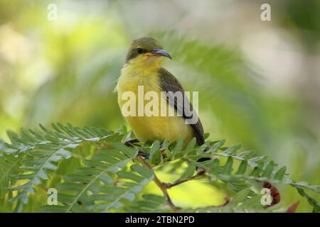 oiseau de soleil femelle à dos d'olive assis sur une fronde de fougère dans un jardin Banque D'Images