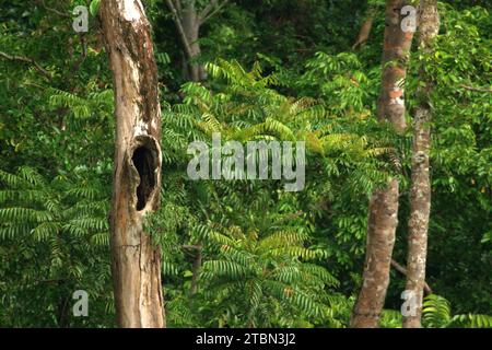 Un trou sur le tronc d'un arbre mort dans une zone végétalisée près du mont Tangkoko et Duasudara (Dua Saudara) dans le nord de Sulawesi, Indonésie. La restauration des forêts mondiales là où elles se produisent naturellement pourrait potentiellement capturer 226 gigatonnes supplémentaires de carbone pour le réchauffement de la planète, équivalent à environ un tiers de la quantité libérée par les humains depuis le début de l’ère industrielle, selon une nouvelle étude publiée sur nature, comme rapporté par Catrin Einhorn sur le New York Times, le 13 novembre 2023. Cependant, le monde est à la traîne sur les engagements de protection et de restauration des forêts, selon le rapport Forêt de 2023 Banque D'Images