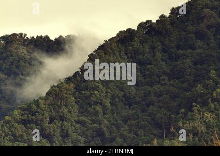 Couverture forestière sur le mont Duasudara (Dua Saudara) dans le nord de Sulawesi, Indonésie. La restauration des forêts mondiales là où elles se produisent naturellement pourrait potentiellement capturer 226 gigatonnes supplémentaires de carbone pour le réchauffement de la planète, équivalent à environ un tiers de la quantité libérée par les humains depuis le début de l’ère industrielle, selon une nouvelle étude publiée sur nature, comme rapporté par Catrin Einhorn sur le New York Times, le 13 novembre 2023. Cependant, le monde prend du retard sur les engagements de protection et de restauration des forêts, selon l'évaluation de la Déclaration forestière de 2023, citée par Mary Gagen de la... Banque D'Images