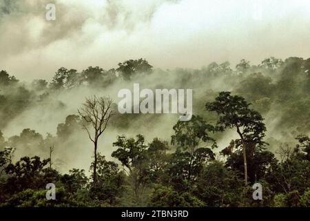 Paysage forestier au pied du mont Tangkoko et Duasudara (Dua Saudara) dans le nord de Sulawesi, Indonésie. La restauration des forêts mondiales là où elles se produisent naturellement pourrait potentiellement capturer 226 gigatonnes supplémentaires de carbone pour le réchauffement de la planète, équivalent à environ un tiers de la quantité libérée par les humains depuis le début de l’ère industrielle, selon une nouvelle étude publiée sur nature, comme rapporté par Catrin Einhorn sur le New York Times, le 13 novembre 2023. Cependant, le monde est à la traîne dans les engagements de protection et de restauration des forêts, selon l'évaluation de la Déclaration sur les forêts de 2023. Banque D'Images