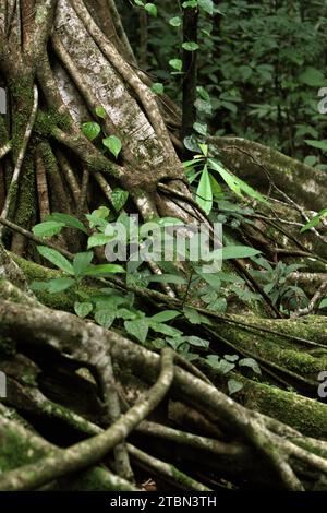 Racines à la base d'un figuier étrangleur qui a "tué" son arbre hôte dans la réserve naturelle de Tangkoko, Sulawesi du Nord, Indonésie. La restauration des forêts mondiales là où elles se produisent naturellement pourrait potentiellement capturer 226 gigatonnes supplémentaires de carbone pour le réchauffement de la planète, équivalent à environ un tiers de la quantité libérée par les humains depuis le début de l’ère industrielle, selon une nouvelle étude publiée sur nature, comme rapporté par Catrin Einhorn sur le New York Times, le 13 novembre 2023. Cependant, le monde est en retard sur les engagements de protection et de restauration des forêts, selon le... Banque D'Images