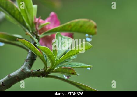 Gros plan de plante de rose du désert avec gouttes de pluie sur les feuilles, Mahé, Seychelles Banque D'Images