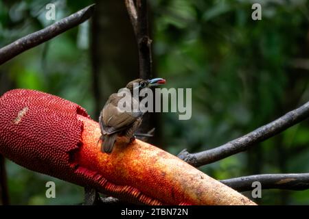 Femelle magnifique oiseau de paradis ou Diphyllodes magnificus dans les montagnes de l'Arfak en Papouasie occidentale, Indonésie Banque D'Images