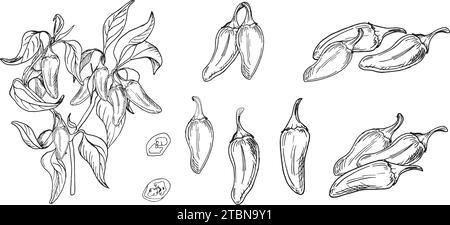 Bush de jalapeno vert illustration vectorielle de piments forts isolé sur fond blanc. Encre tirée à la main au piment. Graphique blanc noir de plante de piment Illustration de Vecteur