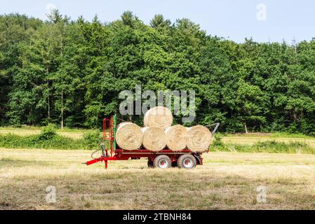 Les balles de foin rondes nouvellement mises en balles sont chargées sur une remorque de camion pour le transport depuis le champ agricole dans la campagne Banque D'Images