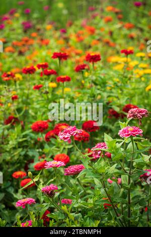 Un jardin de fleurs au parc national de Cuyahoga Valley dans l'Ohio Banque D'Images