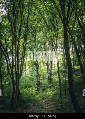 Troncs de grands hêtres vieux poussant dans une forêt épaisse d'été, sous-bois luxuriant, soleil brillant à travers Banque D'Images