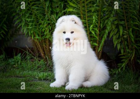 Chiot chien Samoyed Banque D'Images
