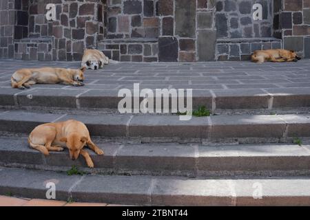 Chiens de rue dormant à l'ombre par une chaude journée ensoleillée Banque D'Images
