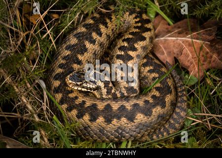 Un serpent additionneur enroulé en boule Banque D'Images