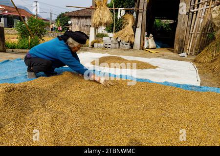 Femme à la récolte du riz à bac son au Vietnam Banque D'Images