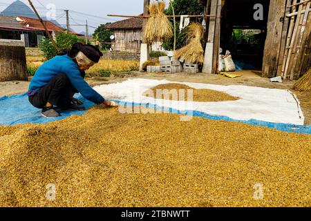 Femme à la récolte du riz à bac son au Vietnam Banque D'Images