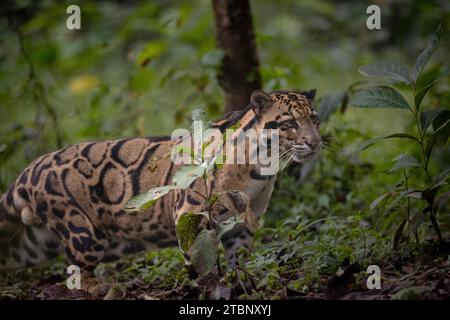 Léopard nuageux indien (Neofelis nebulosa) Banque D'Images