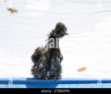 Pullet soyeux de coq au printemps Banque D'Images