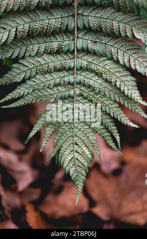 Gros plan macro de spores sur le dos d'une plante de fougère dans les bois. Banque D'Images