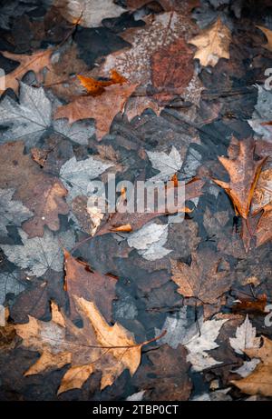 Feuilles brunes tombées gelées dans la glace un jour de fin d'automne. Banque D'Images