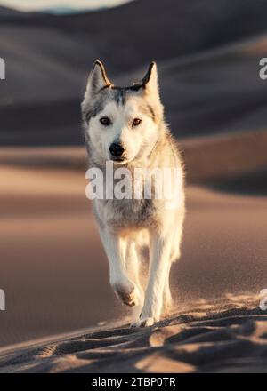 Chien marchant sur une dune de sable venteuse Close Up au coucher du soleil Banque D'Images