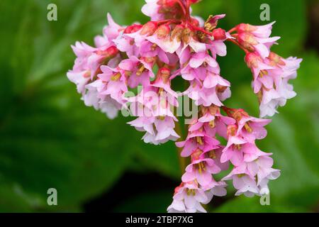 Bergenia 'Baby Doll', Fleur, Bergenia × spathulata 'Baby Doll' Banque D'Images