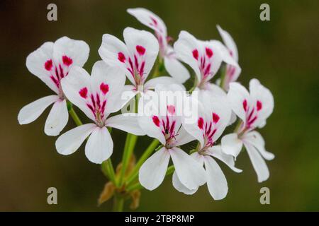 Fleur de Pelargonium echinatum Banque D'Images