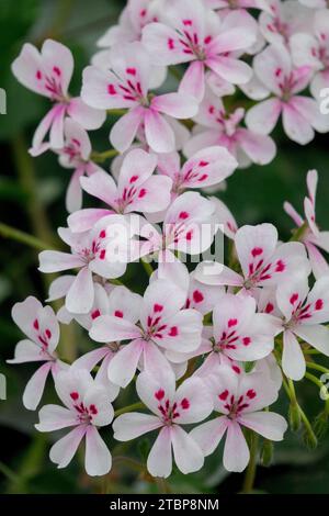 Cactus Géranium, Pelargonium echinatum, blanc, fleurs, plante, printemps, floraison, Pelargoniums, floraison Banque D'Images