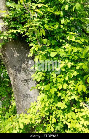 Akebia quinata, qui grandit dans un vieux tronc d'arbre, vigne au chocolat à cinq feuilles, Foliage Creeper Banque D'Images