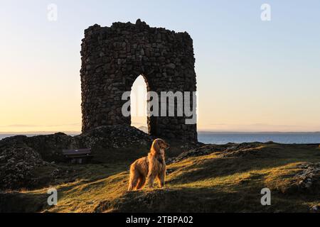 Un chien debout au soleil devant Lady’s Tower au lever du soleil, Fife Coastal Path, Ruby Bay, Elie, Fife, Écosse, Royaume-Uni Banque D'Images