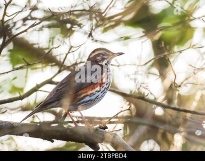 A Redwing, Turdus iliacus à Ambleside, Cumbria, Royaume-Uni. Banque D'Images