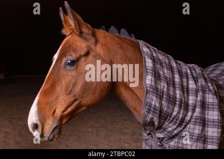 Portrait gros plan d'un cheval de selle de race pure portant une couverture à carreaux contre le temps froid debout dans un abri dans un paddock Banque D'Images