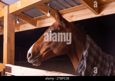 Portrait gros plan d'un cheval de selle de race pure portant une couverture à carreaux contre le temps froid debout dans un abri dans un paddock Banque D'Images