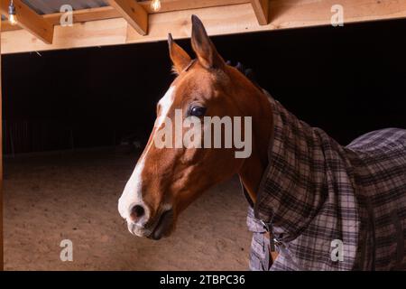 Portrait gros plan d'un cheval de selle de race pure portant une couverture à carreaux contre le temps froid debout dans un abri dans un paddock Banque D'Images