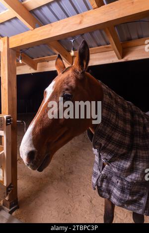 Portrait gros plan d'un cheval de selle de race pure portant une couverture à carreaux contre le temps froid debout dans un abri dans un paddock Banque D'Images