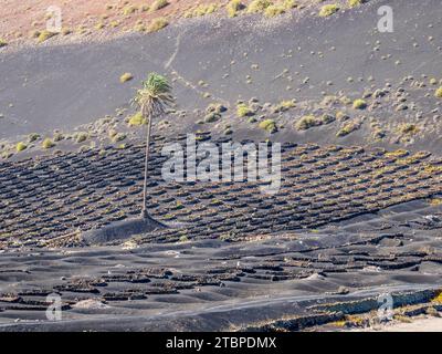 Les petits murs de SOCO construits autour des vignes pour les protéger du vent, une forme de vinification unique à la région, près de Montana Cuervo sur Lanzarote, Canar Banque D'Images