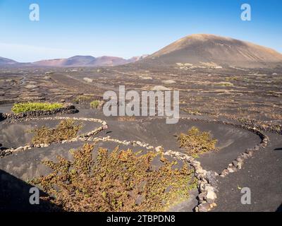 Les petits murs de SOCO construits autour des vignes pour les protéger du vent, une forme de vinification unique à la région, près de Montana Cuervo sur Lanzarote, Canar Banque D'Images