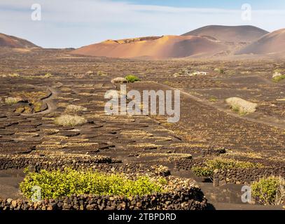 Les petits murs de SOCO construits autour des vignes pour les protéger du vent, une forme de vinification unique à la région, près de Montana Cuervo sur Lanzarote, Canar Banque D'Images