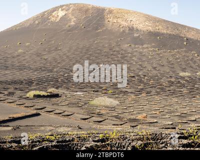 Les petits murs de SOCO construits autour des vignes pour les protéger du vent, une forme de vinification unique à la région, près de Montana Cuervo sur Lanzarote, Canar Banque D'Images