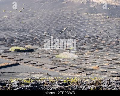 Les petits murs de SOCO construits autour des vignes pour les protéger du vent, une forme de vinification unique à la région, près de Montana Cuervo sur Lanzarote, Canar Banque D'Images