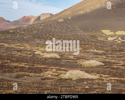 Les petits murs de SOCO construits autour des vignes pour les protéger du vent, une forme de vinification unique à la région, près de Montana Cuervo sur Lanzarote, Canar Banque D'Images