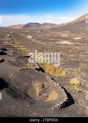 Les petits murs de SOCO construits autour des vignes pour les protéger du vent, une forme de vinification unique à la région, près de Montana Cuervo sur Lanzarote, Canar Banque D'Images