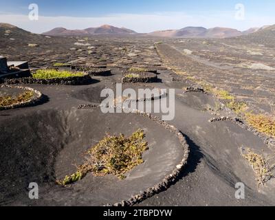 Les petits murs de SOCO construits autour des vignes pour les protéger du vent, une forme de vinification unique à la région, près de Montana Cuervo sur Lanzarote, Canar Banque D'Images