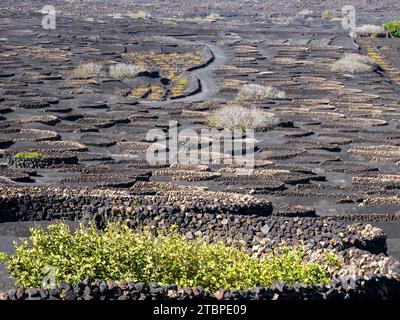 Les petits murs de SOCO construits autour des vignes pour les protéger du vent, une forme de vinification unique à la région, près de Montana Cuervo sur Lanzarote, Canar Banque D'Images