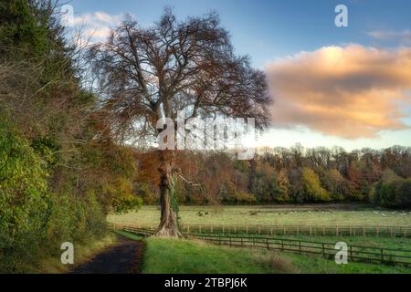 Hêtre majestueux et forêt aux couleurs automnales. Entendu parler de vaches et de moutons des Highlands écossais paissant sur un champ à St. Catherines Park, Dublin, Irlande Banque D'Images