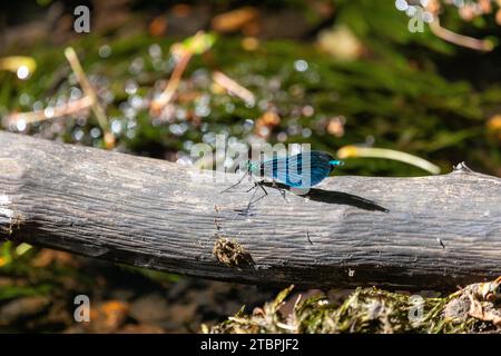 Une délicate petite libellule bleue perchée sur une branche d'arbre surplombant un lac tranquille Banque D'Images