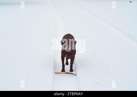 Un Labrador Retriever brun debout dans une scène hivernale pittoresque Banque D'Images