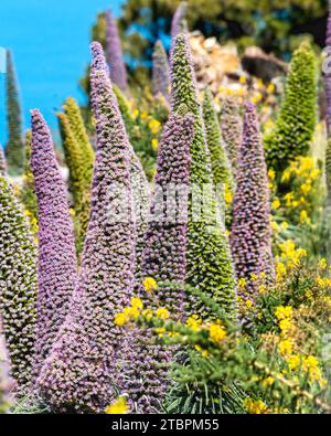 Une vue panoramique extérieure avec une grande étendue de terrain rocheux, avec une gamme colorée de fleurs echium calothyrsus de l'île de la Palma Banque D'Images